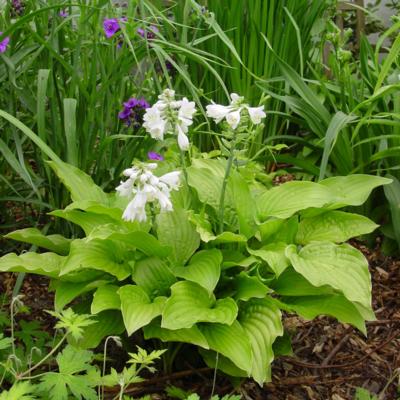 Hosta 'Royal Standard'